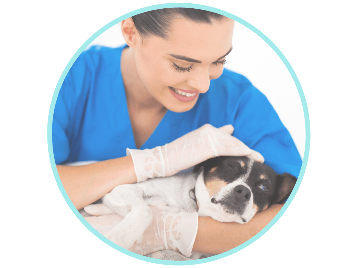 Ursodiol for Dogs VetApproved for Liver & Gallbladder? Avenue Dogs