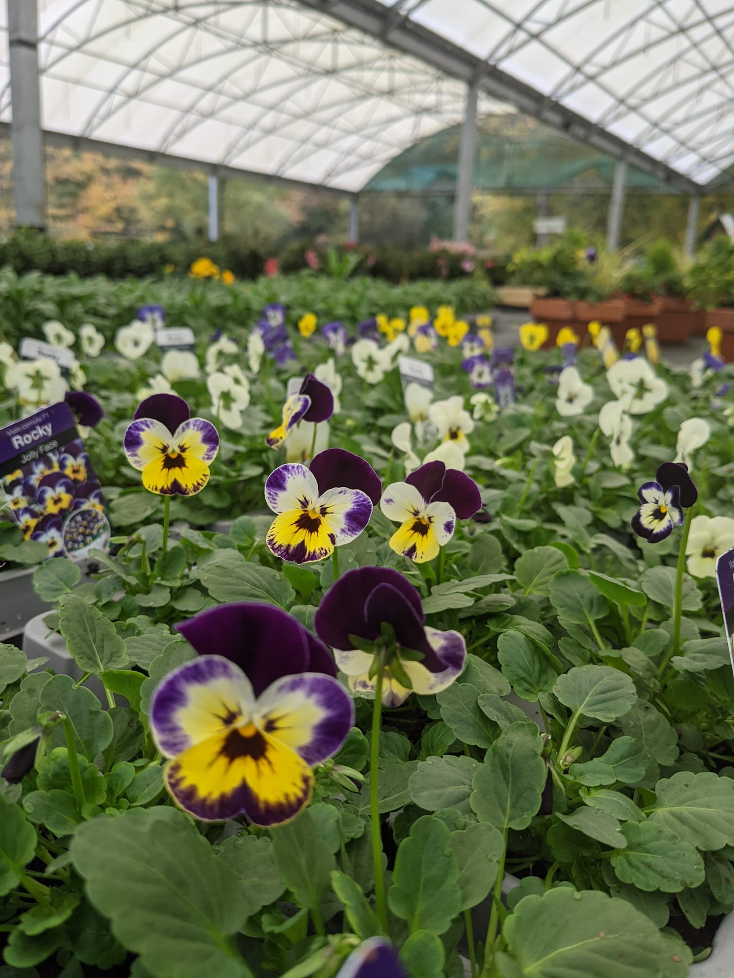 Plants Avenue Nurseries Plants for sale in Alton