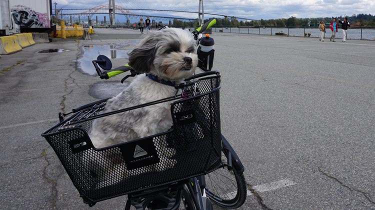 15 Reasons to Get an Electric Bike