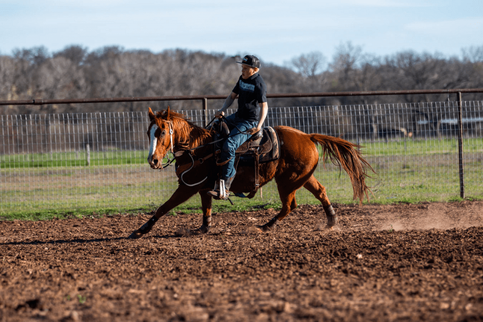 Important Tips on Choosing the Right Horse Breed for Your Riding Style