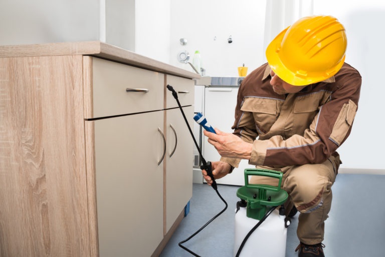 Why You’re to Hire a Professional Pest Control Company