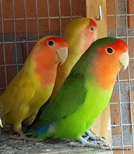 Ver online inseparable pelicula gratis 2011 en espanol ~ inseparable ver pelicula, inseparable ver pelicula completa online 2011 un joven . Inseparables En Espanol Latino Inseparable Motylki 2014 In English Online Angelica Recoughtell