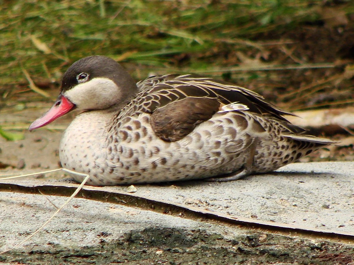 Ánade piquirrojo Aves Exóticas