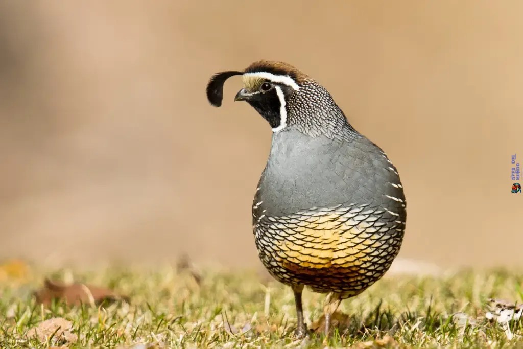 Quail Essentials Care, Breeds & Habitat Tips