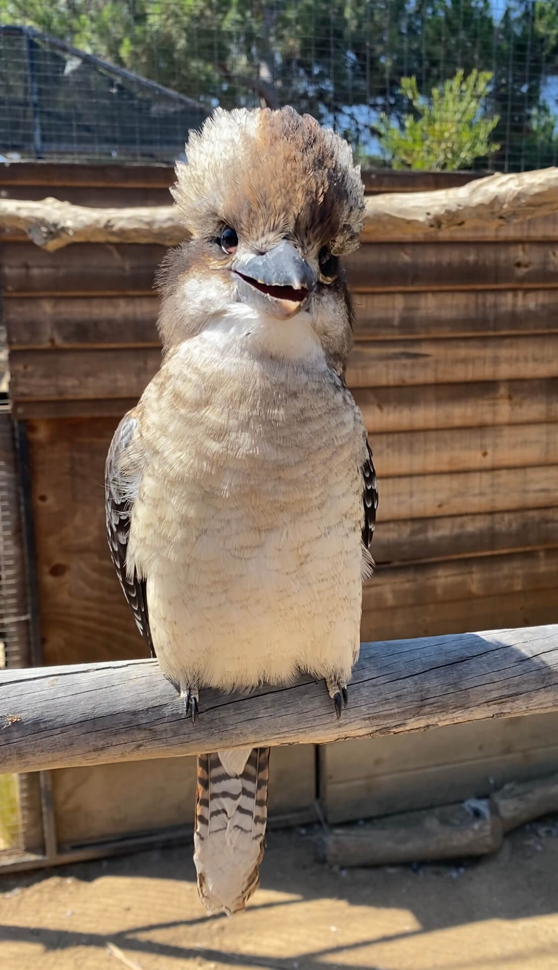 Laughing Kookaburra Avian Behavior International