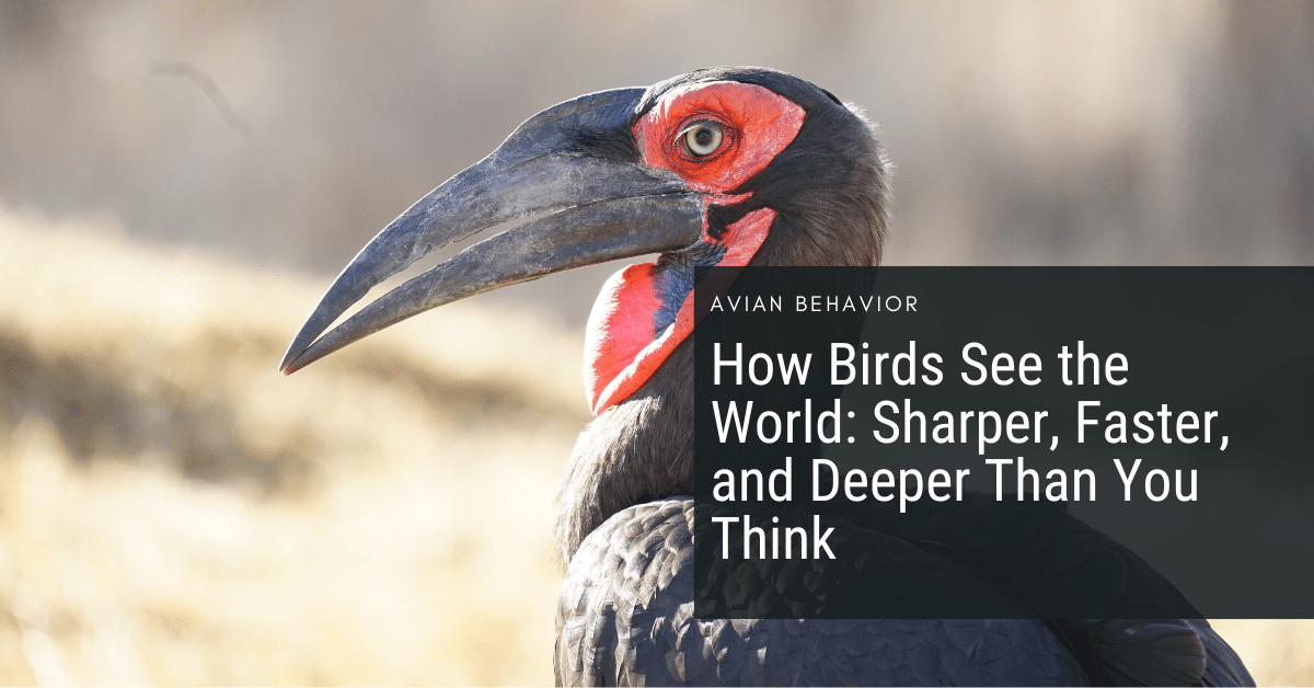 How Birds See the World Sharper, Faster, and Deeper Than You Think