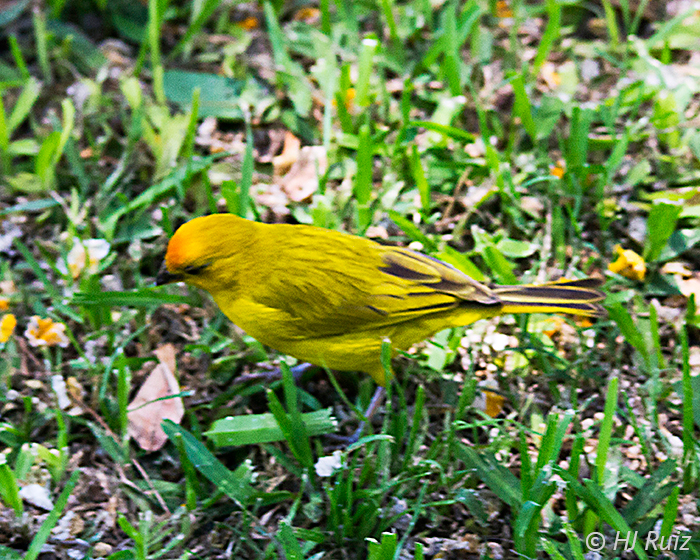 Saffron Finch H.J. Ruiz Avian101