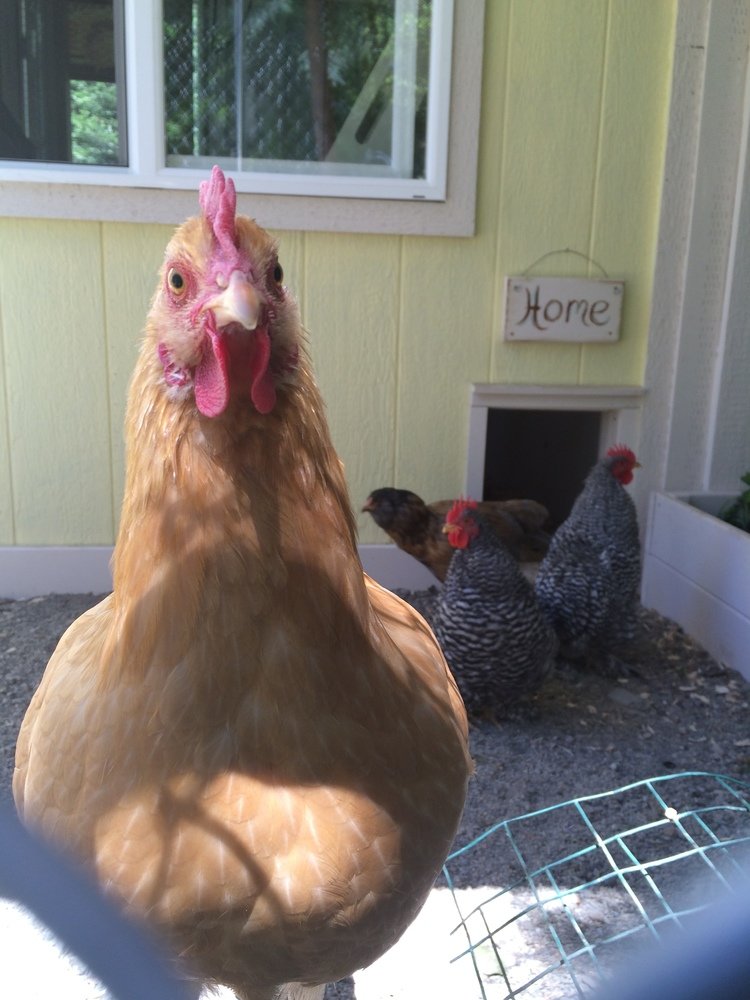 What Makes A Good Automatic Chicken Coop Door? Avian Aqua Miser