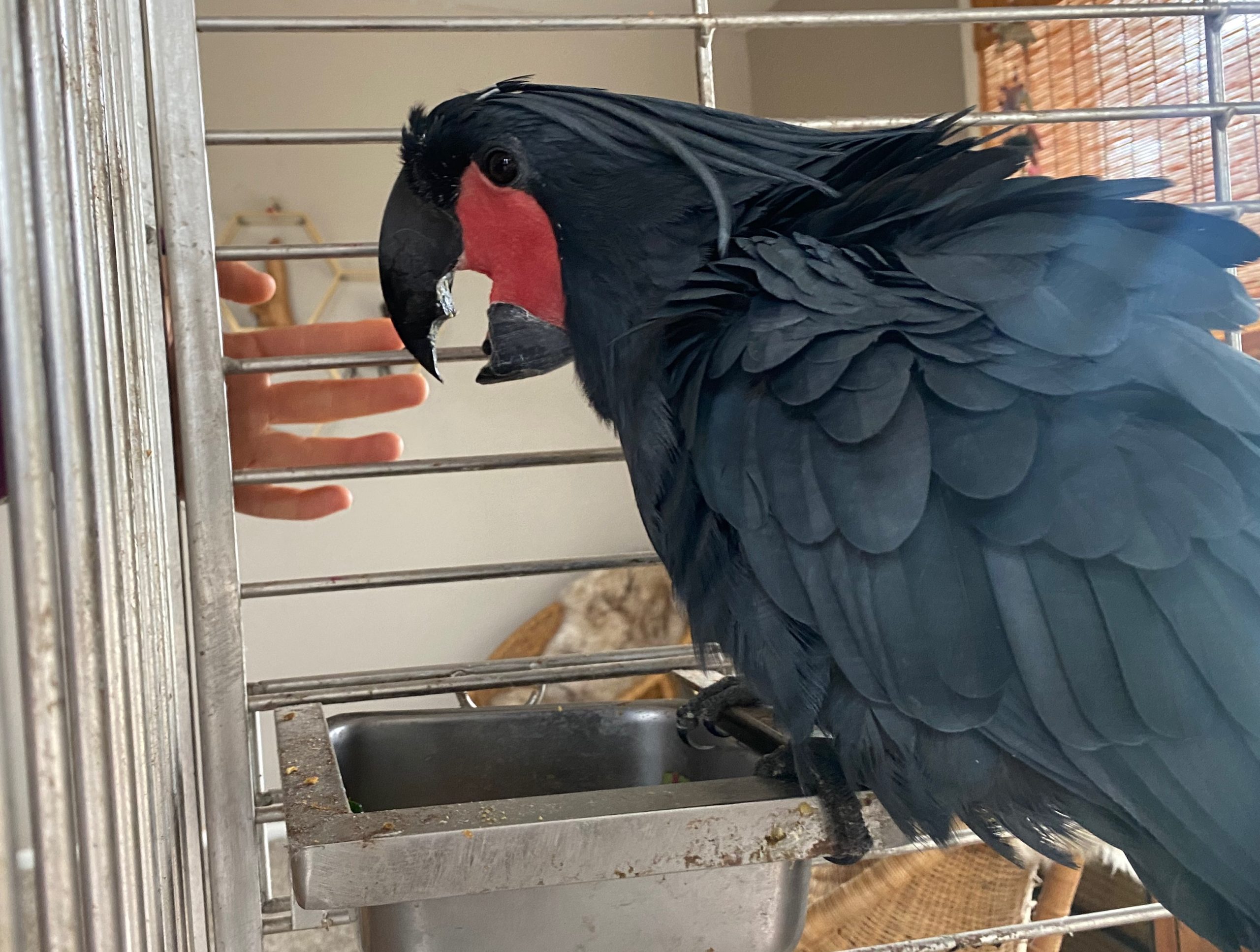 Food Bowl Aggression Avian Behavior Lab