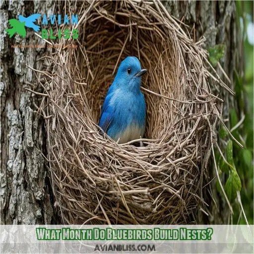 Mountain Bluebird Nest Secrets of Spring's SkyBlue Architects Revealed