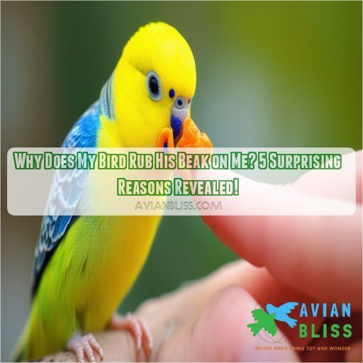 Why Does My Bird Rub His Beak on Me? 5 Surprising Reasons Revealed!