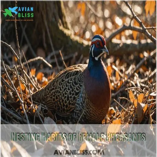 Female Pheasant Secrets 10 Surprising Facts You Never Knew (7 Shocks!)(01)