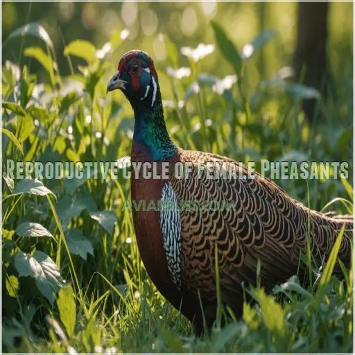 Female Pheasant Secrets 10 Surprising Facts You Never Knew (7 Shocks!)(03)