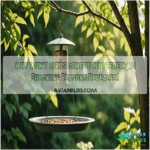 Why Won't Birds Come to My Feeder? 10 Shocking Reasons Revealed!