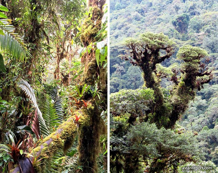 Bosque Montano Ecuador Flora Y Fauna XIli