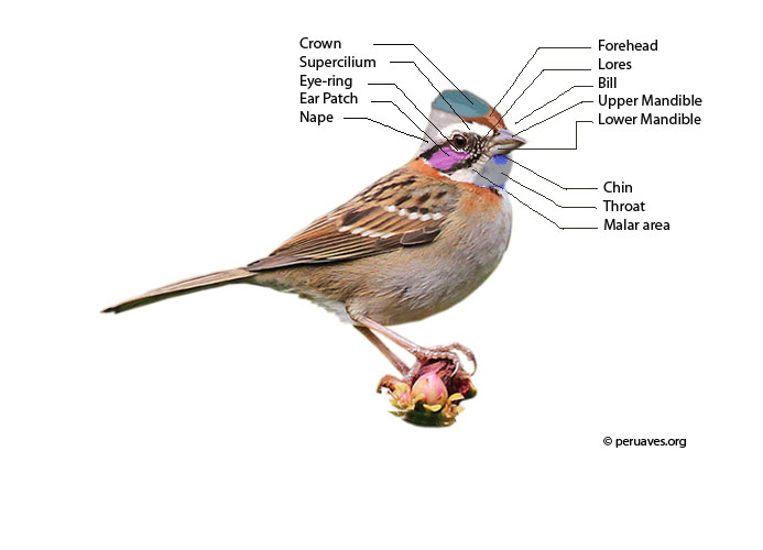 Parts of a Bird Feather Areas Avian Report
