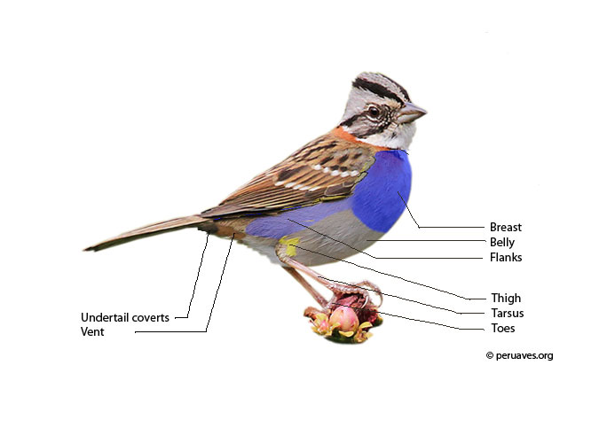 Parts of a Bird Feather Areas Avian Report