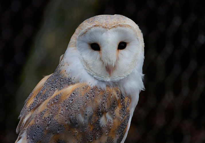 28 Frequently Asked Questions About Barn Owls Avian Report