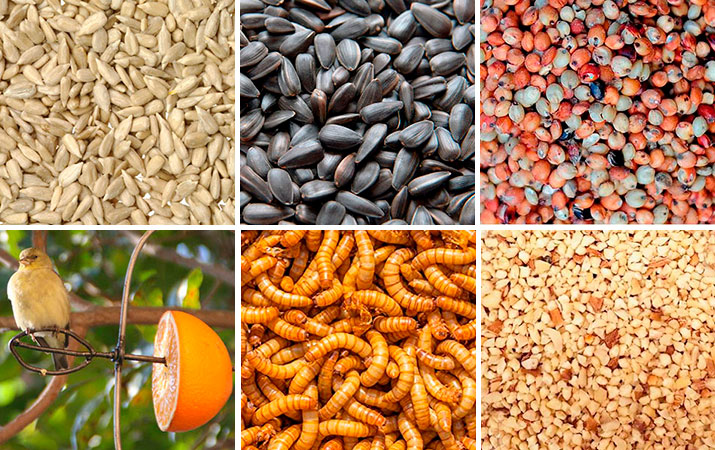 The 15 Most Popular Foods for Backyard Birds (with Pictures and Facts