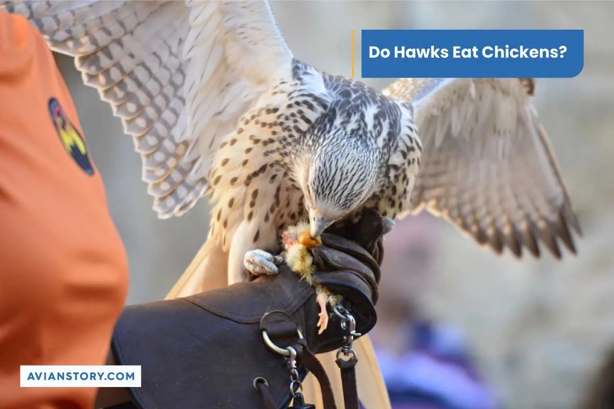 Do Hawks Eat Chickens? How To Protect Your Chickens