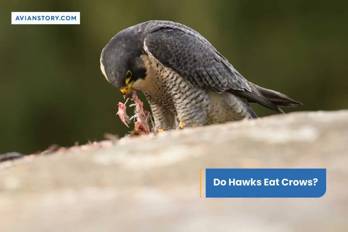 Do Hawks Eat Crows?