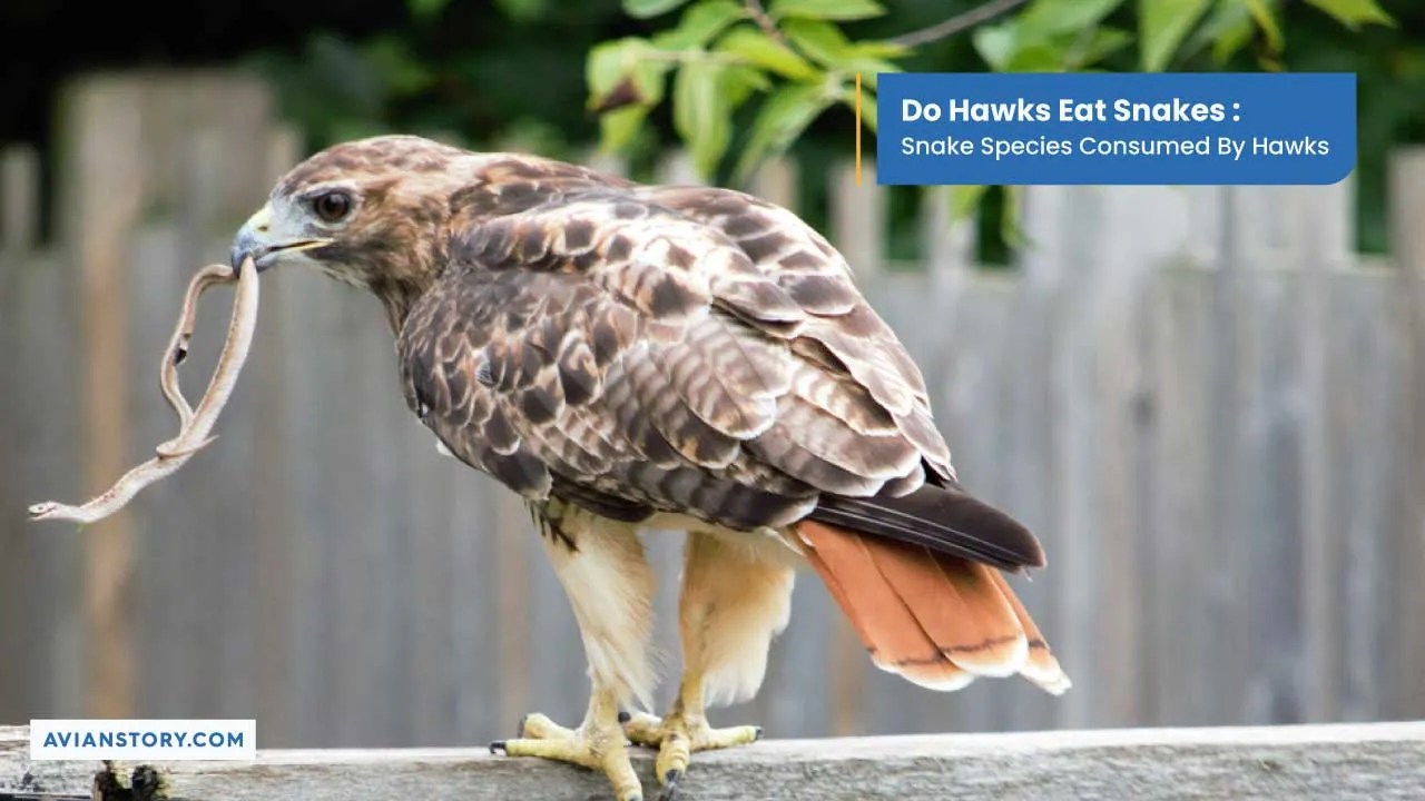 Do Hawks Eat Snakes Snake Species Consumed By Hawks