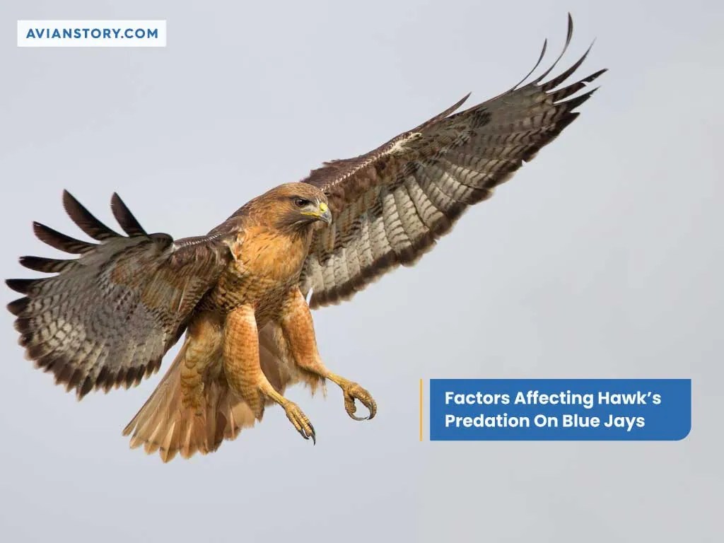 Do Hawks Eat Blue Jays? Everything You Need To Know!