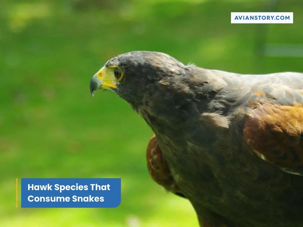 Do Hawks Eat Snakes Snake Species Consumed By Hawks