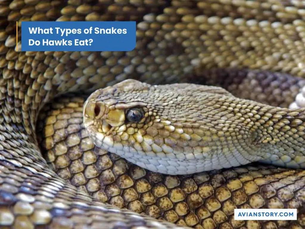 Do Hawks Eat Snakes Snake Species Consumed By Hawks