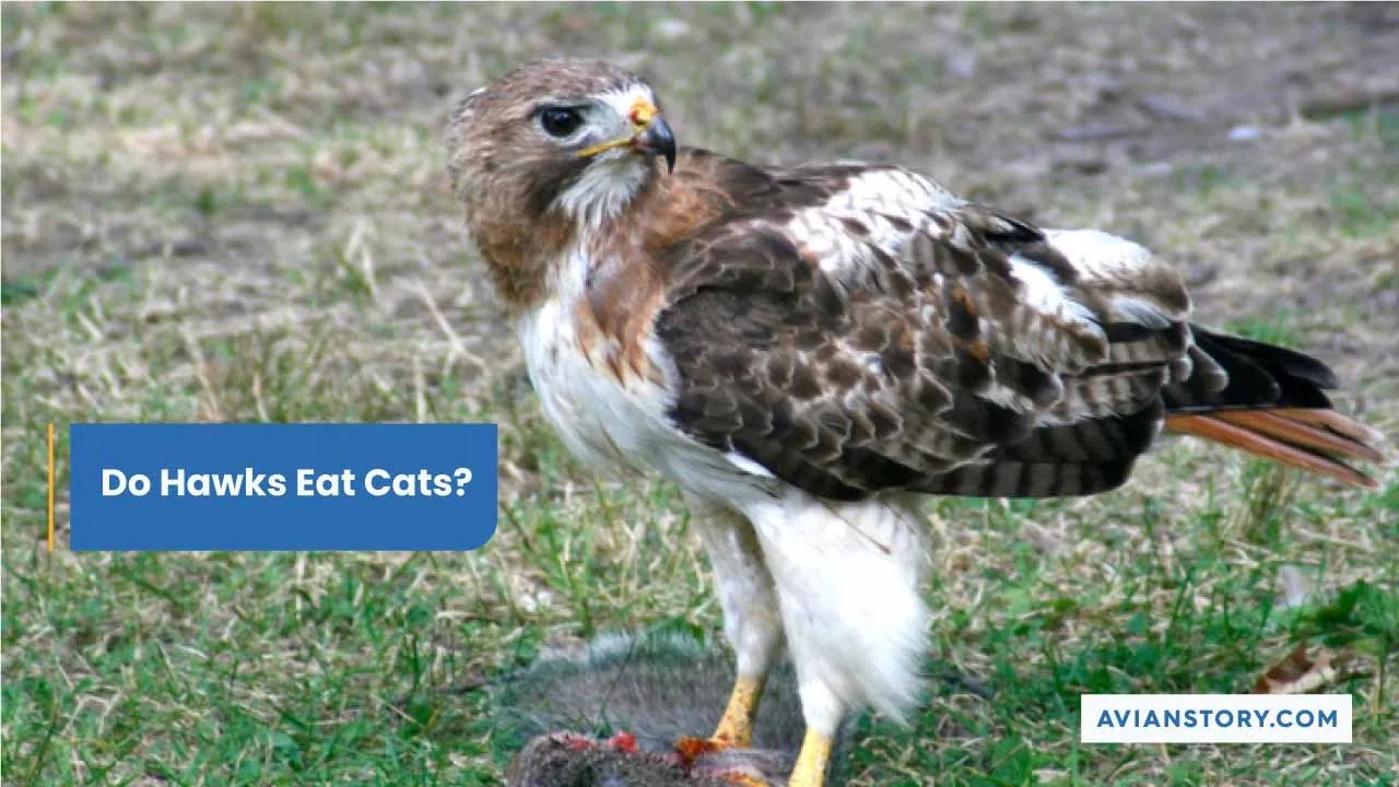 Do Hawks Eat Cats? Can A Hawk Pick Up A Cat?