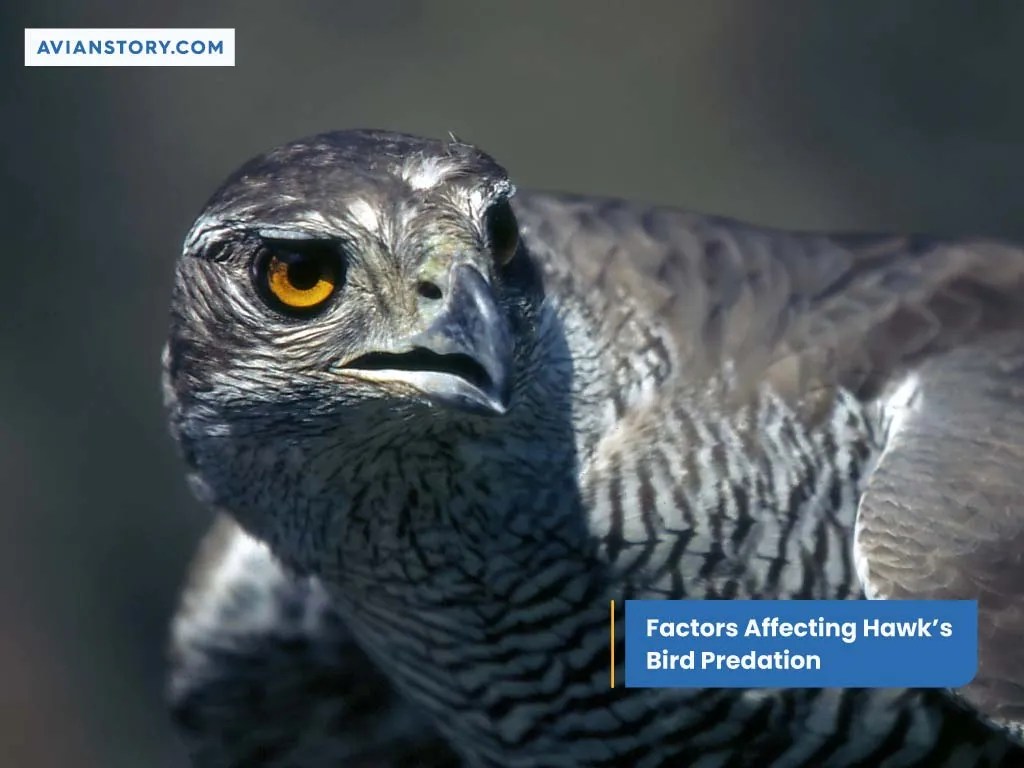 Do Hawks Eat Birds? Hunting Techniques & Adaptations!