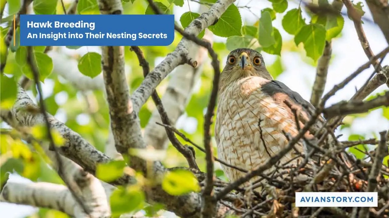 Hawk Breeding An Insight Into Their Nesting Secrets
