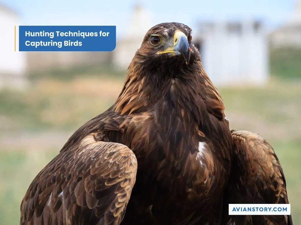 Do Hawks Eat Birds? Hunting Techniques & Adaptations!