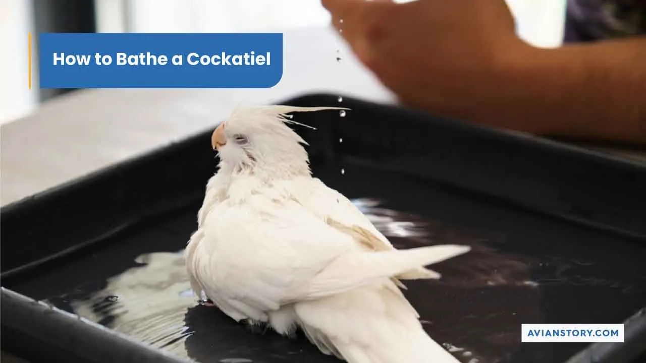 How To Bathe A Cockatiel? 3 Suitable Bathing Options