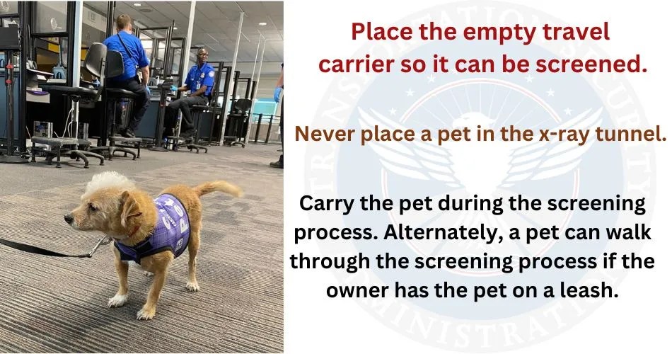 Does Spirit Airlines Allow Pets? Explore Spirit Pet Policy 2023.