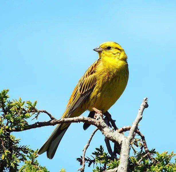 The Yellowhammer (Emberiza citrinella)
