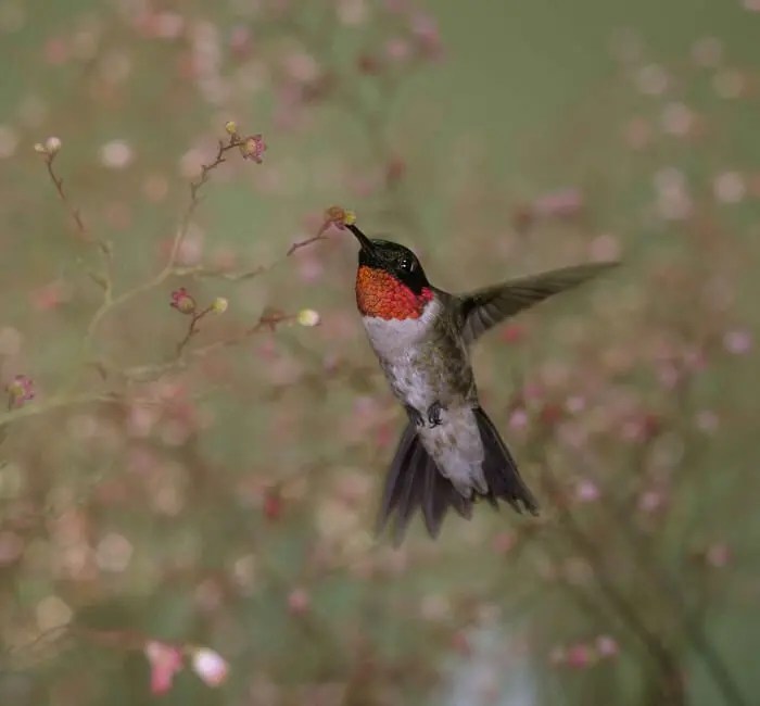 The 4 Hummingbirds in New York Small Beautiful Rare Birds