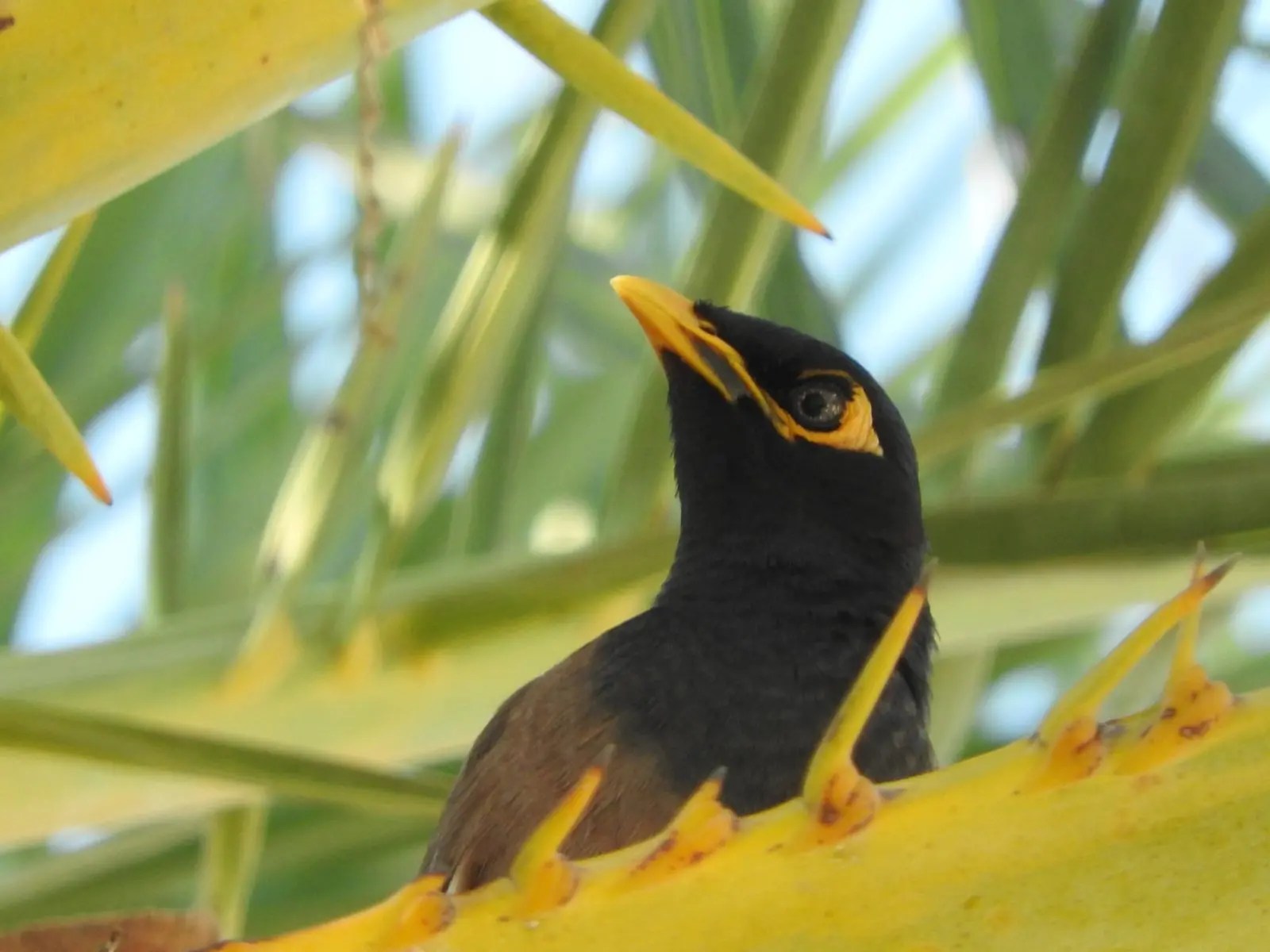 Backyard Birds of Hawaii Abundant Exotics