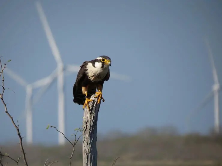 The 5 Types Of Falcons In Texas And Where To Find Them