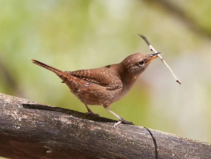 The 7 Types Of Wrens In Ohio And Where To Find Them