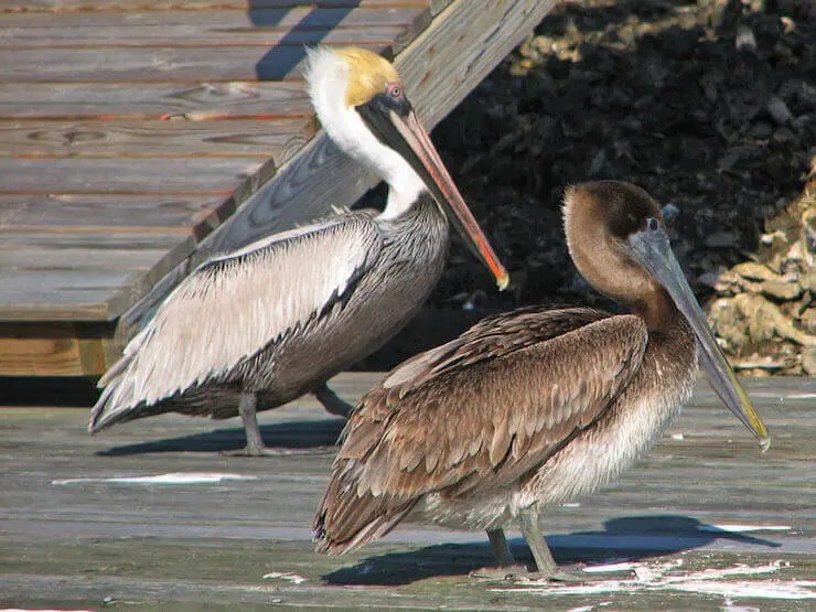 8 Types of pelicans (Pelecanidae Family) Pelicans Bird