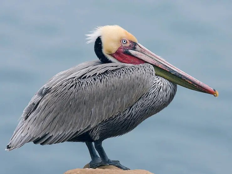 8 Types of pelicans (Pelecanidae Family) Pelicans Bird