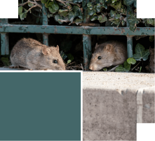 Mice, Rat, Rodent Control Service in Cairns Avice Pest Control