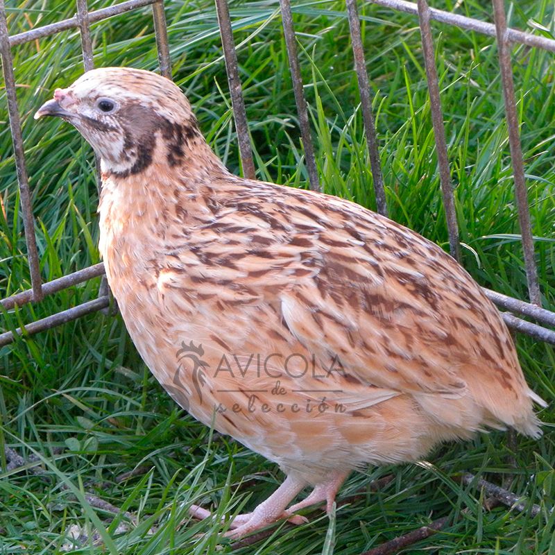 Codorniz Puesta Macho