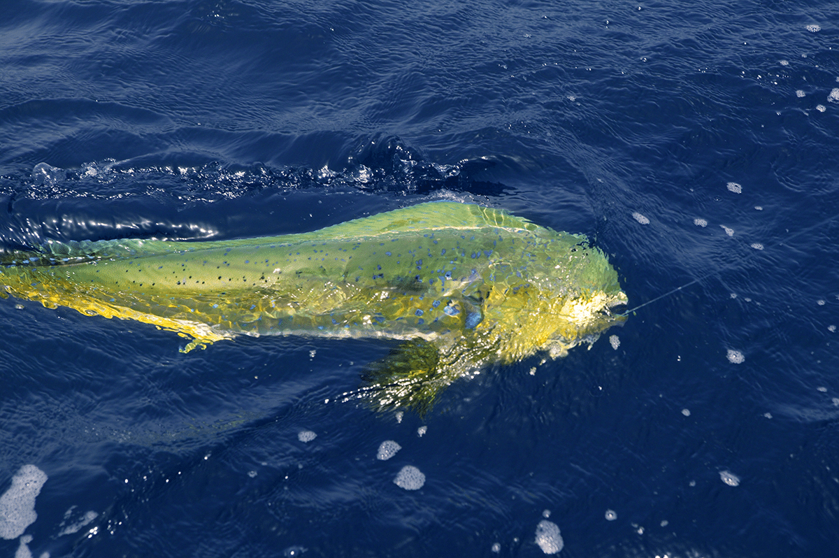 Setups For MahiMahi Fishing Avid Angler