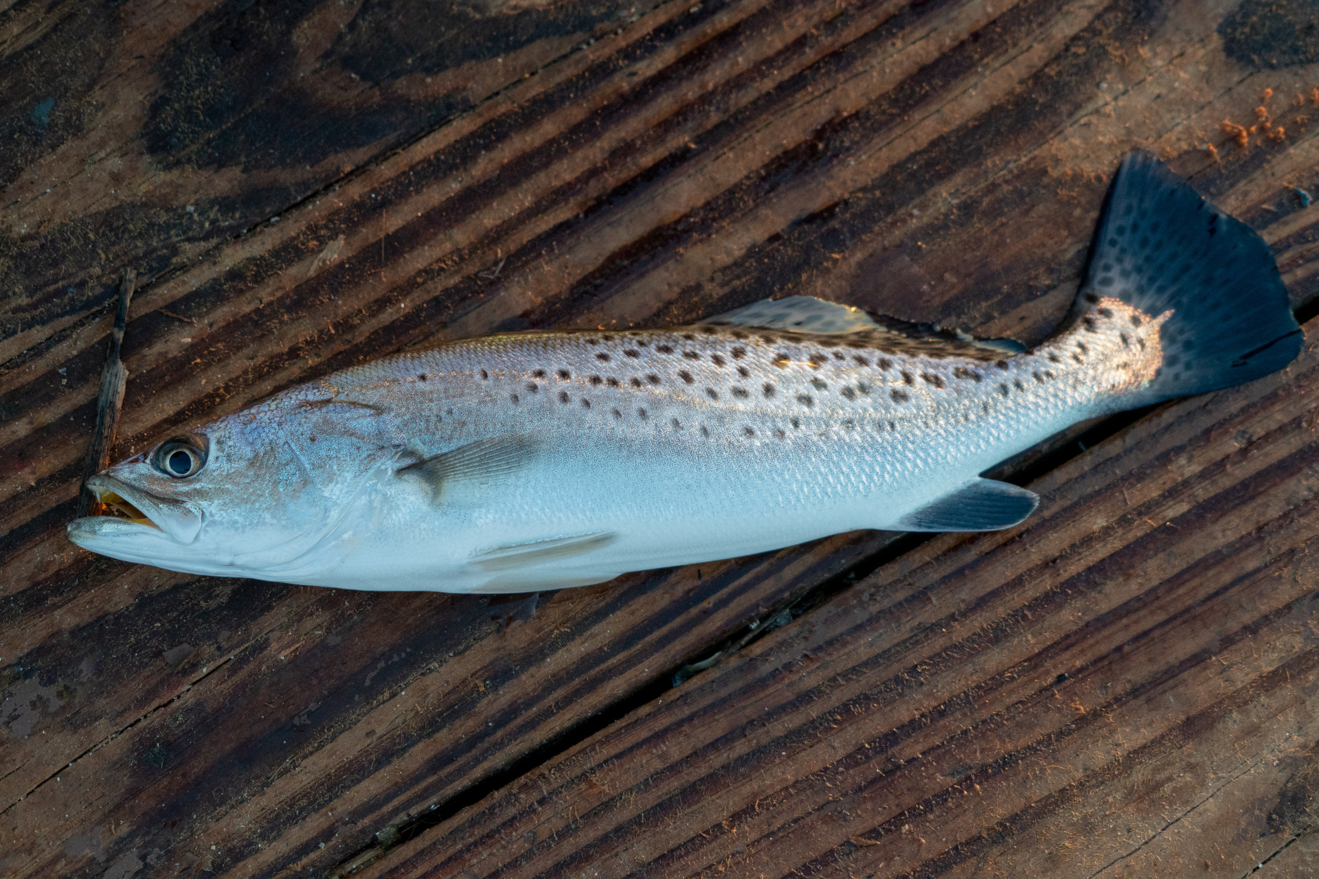Mud Minnows Best Live Bait for Saltwater in St Augustine?