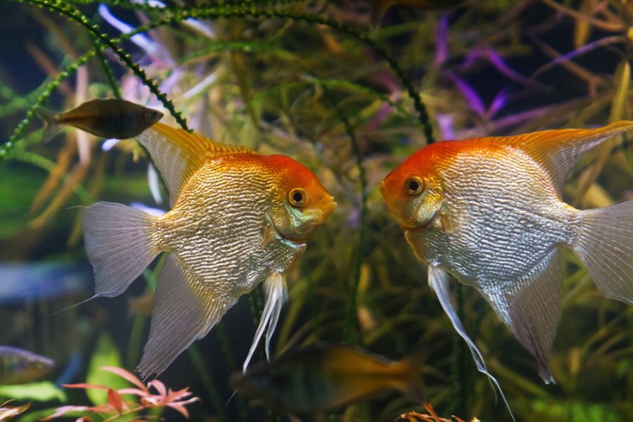 A Full Guide to Angelfish Egg and Baby Stages Avid Aquarist