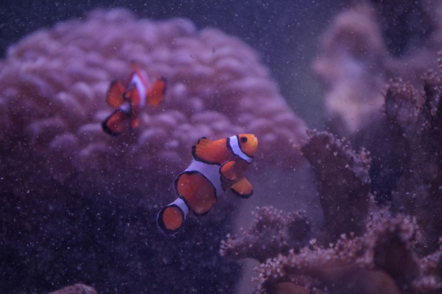 Can Clownfish Get Ich? (Symptoms and Treatment Options) Avid Aquarist