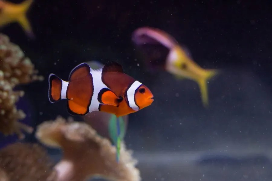 Why Is My Clownfish Not Eating? (5 Common Causes) Avid Aquarist