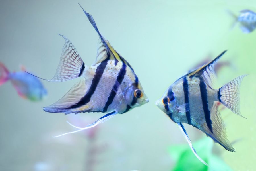 Angelfish Breeding Guide (Everything You Need to Know) Avid Aquarist